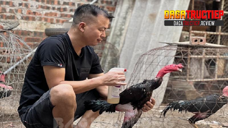 Tìm hiểu về tầm quan trọng của cách huấn luyện gà đá Tìm hiểu về tầm quan trọng của cách huấn luyện gà đá
