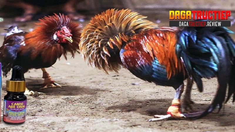 Sai lầm cần tránh trong cách huấn luyện gà đá của người mới Sai lầm cần tránh trong cách huấn luyện gà đá của người mới