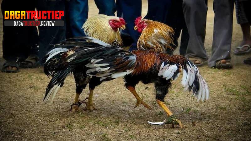 Đá gà cựa dao là gì? Đá gà cựa dao là gì?