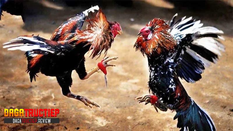 Đặc điểm tạo nên sự hấp dẫn của đá gà cựa dao Đặc điểm tạo nên sự hấp dẫn của đá gà cựa dao