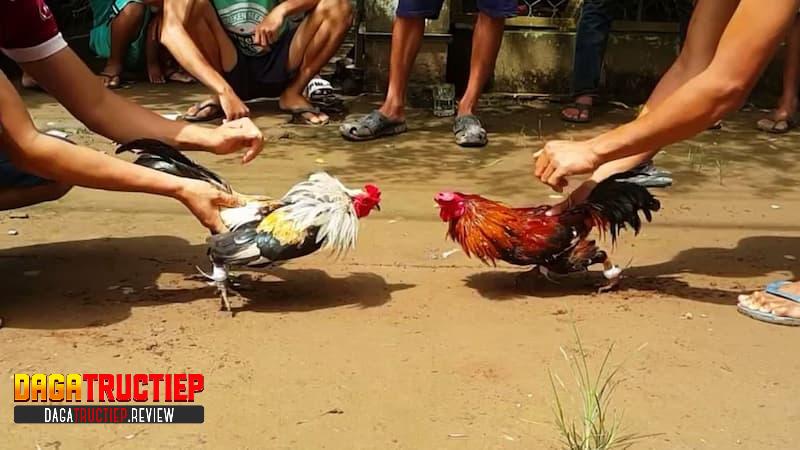 Kinh nghiệm chơi đá gà cựa dao thắng lớn Kinh nghiệm chơi đá gà cựa dao thắng lớn