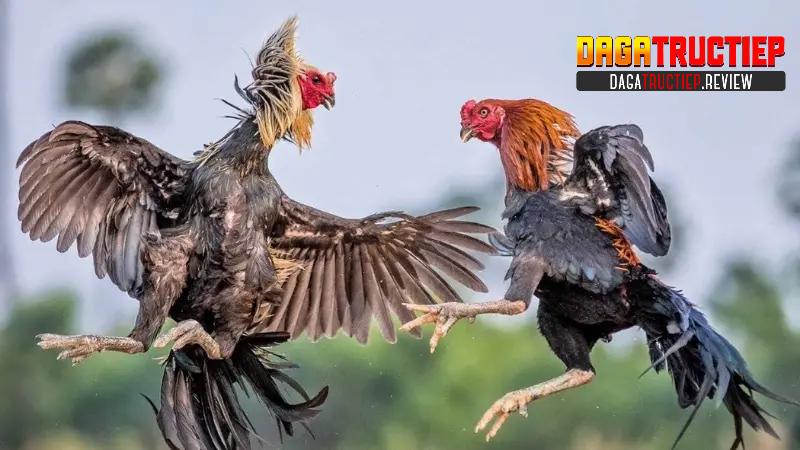 Cách tham gia theo dõi Đá Gà Live Stream trên website Cách tham gia theo dõi Đá Gà Live Stream trên website