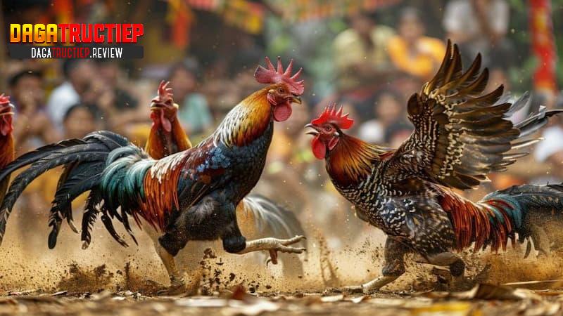 Yếu tố ảnh hưởng đến kết quả đá gà trực tiếp Campuchia Yếu tố ảnh hưởng đến kết quả đá gà trực tiếp Campuchia