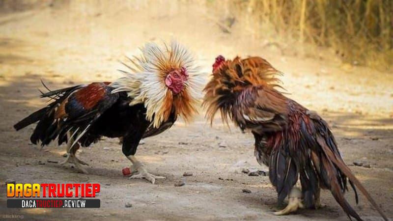 Lý do nên nắm vững các mẹo đá gà thắng lớn Lý do nên nắm vững các mẹo đá gà thắng lớn