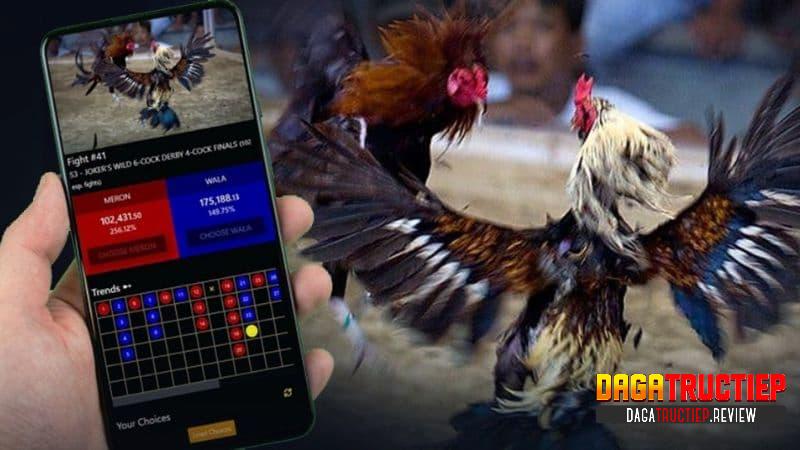 Tổng hợp những mẹo đá gà thắng lớn từ chuyên gia Tổng hợp những mẹo đá gà thắng lớn từ chuyên gia