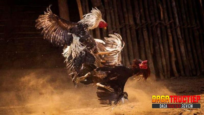 Cách nhận biết chiến kê chất lượng – Mẹo đá gà thắng lớn Cách nhận biết chiến kê chất lượng – Mẹo đá gà thắng lớn