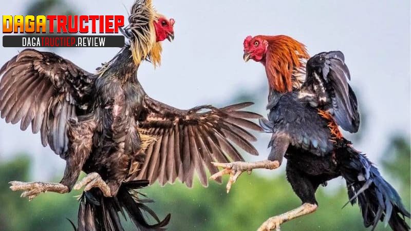 Giới thiệu về phân tích trận đá gà Giới thiệu về phân tích trận đá gà
