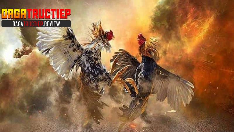 Bí kíp cá cược đỉnh cao qua việc phân tích trận đá gà Bí kíp cá cược đỉnh cao qua việc phân tích trận đá gà