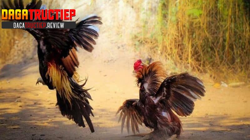 Ưu điểm khi sử dụng trang Đá Gà Trực Tiếp là gì? Ưu điểm khi sử dụng trang Đá Gà Trực Tiếp là gì?