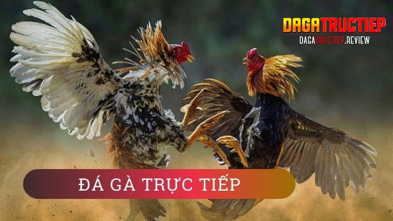 Lý do bạn không thể bỏ qua chuyên mục Video Đá Gà Lý do bạn không thể bỏ qua chuyên mục Video Đá Gà
